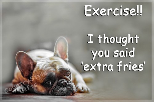 French bulldog pet dog - pet, funny