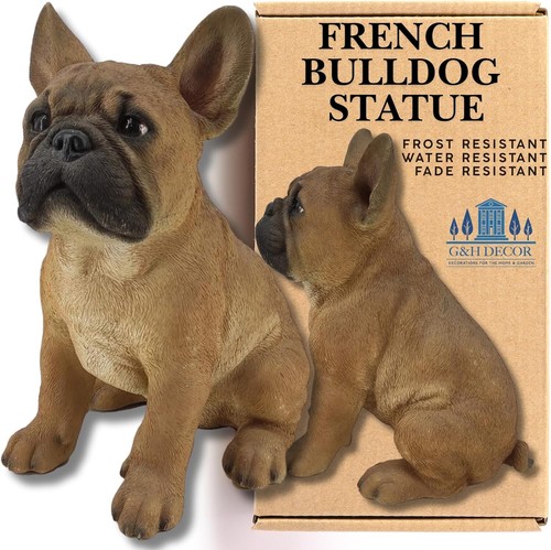 French bulldog frenchie - french,
