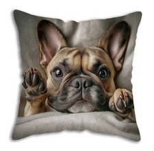 1 X Beautiful French Bulldog