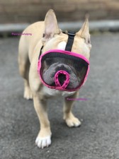 French Bulldog Muzzle Pug