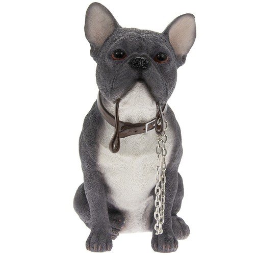 Blue french bulldog frenchie - bulldog,