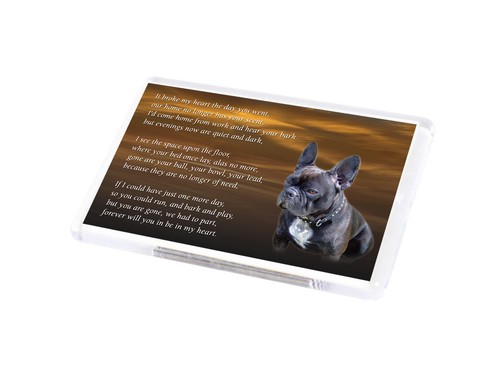 French bulldog dog - french,