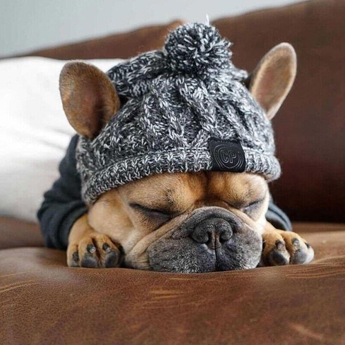 Winter pet dog hat french - winter,