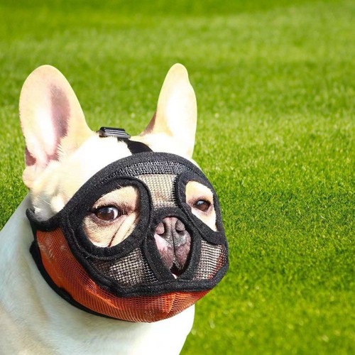 French bulldog muzzle - french,