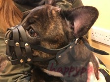 Leather Dog Muzzle | French