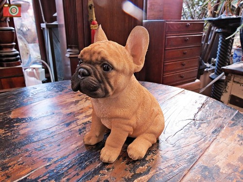Sitting french bulldog puppy - french,